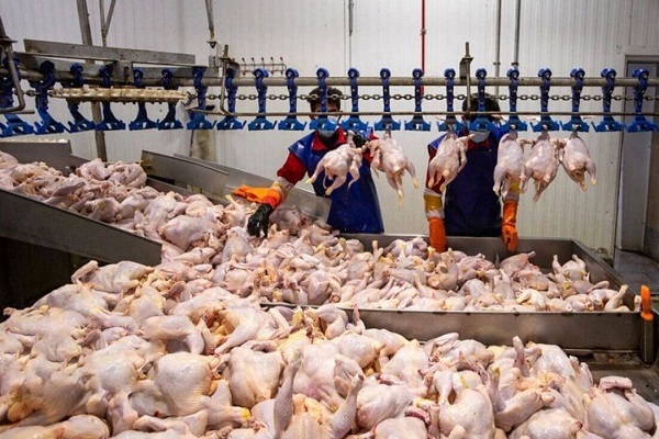 قیمت مرغ زنده